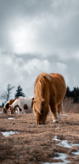 [2436x1125]郊外 小马驹 棕马 觅食 苹果手机壁纸图片