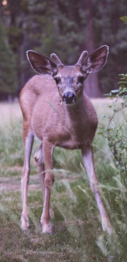 [2436x1125]郊外 小鹿 保护动物 呆萌 苹果手机壁纸图片