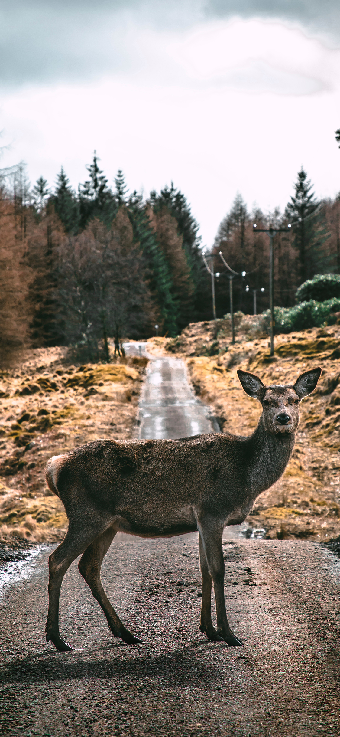 [2436×1125]郊外 小鹿 呆萌 停住 苹果手机壁纸图片