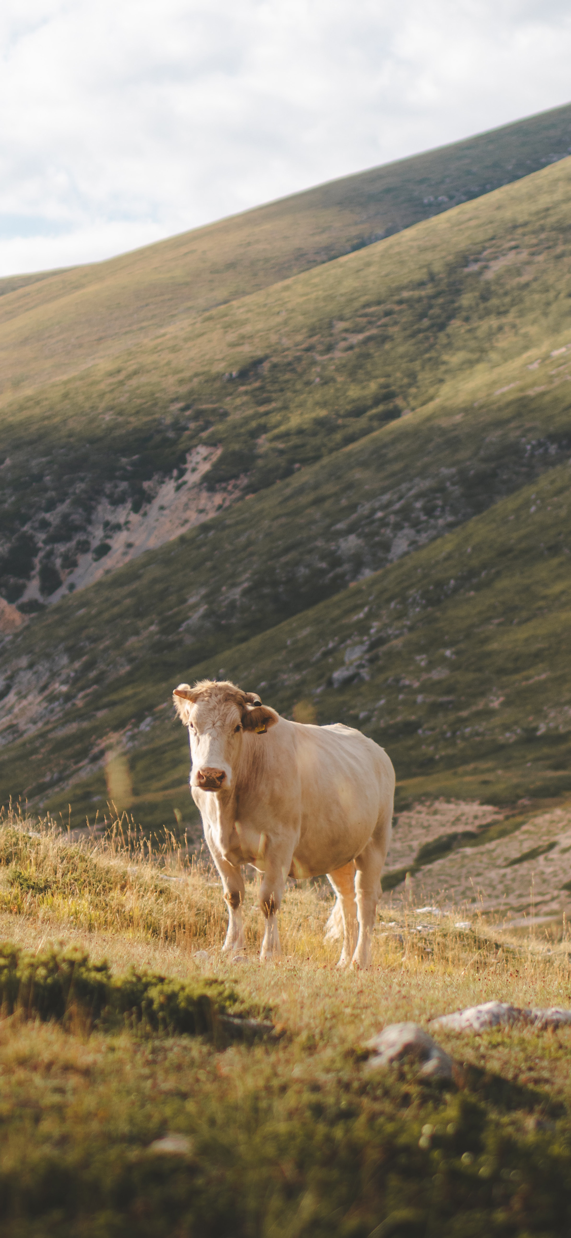 [2436×1125]郊外 山坡 草地 牛 苹果手机壁纸图片