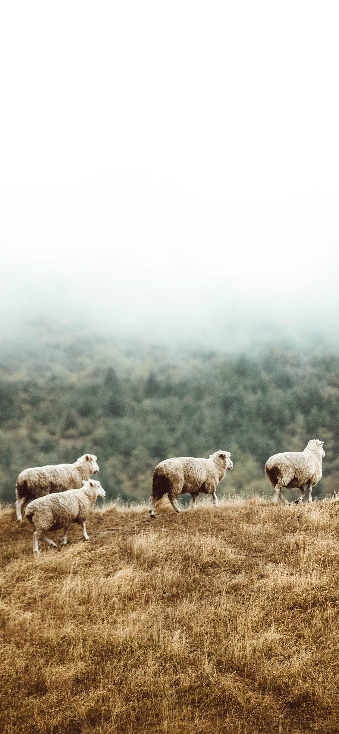 [2436×1125]郊外 山峰 山羊 觅食 苹果手机壁纸图片
