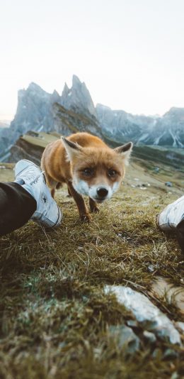 [2436x1125]郊外 山峰 狐狸 聪明 苹果手机壁纸图片