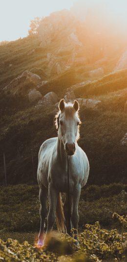 [2436x1125]郊外 山峰 白马 阳光 苹果手机壁纸图片