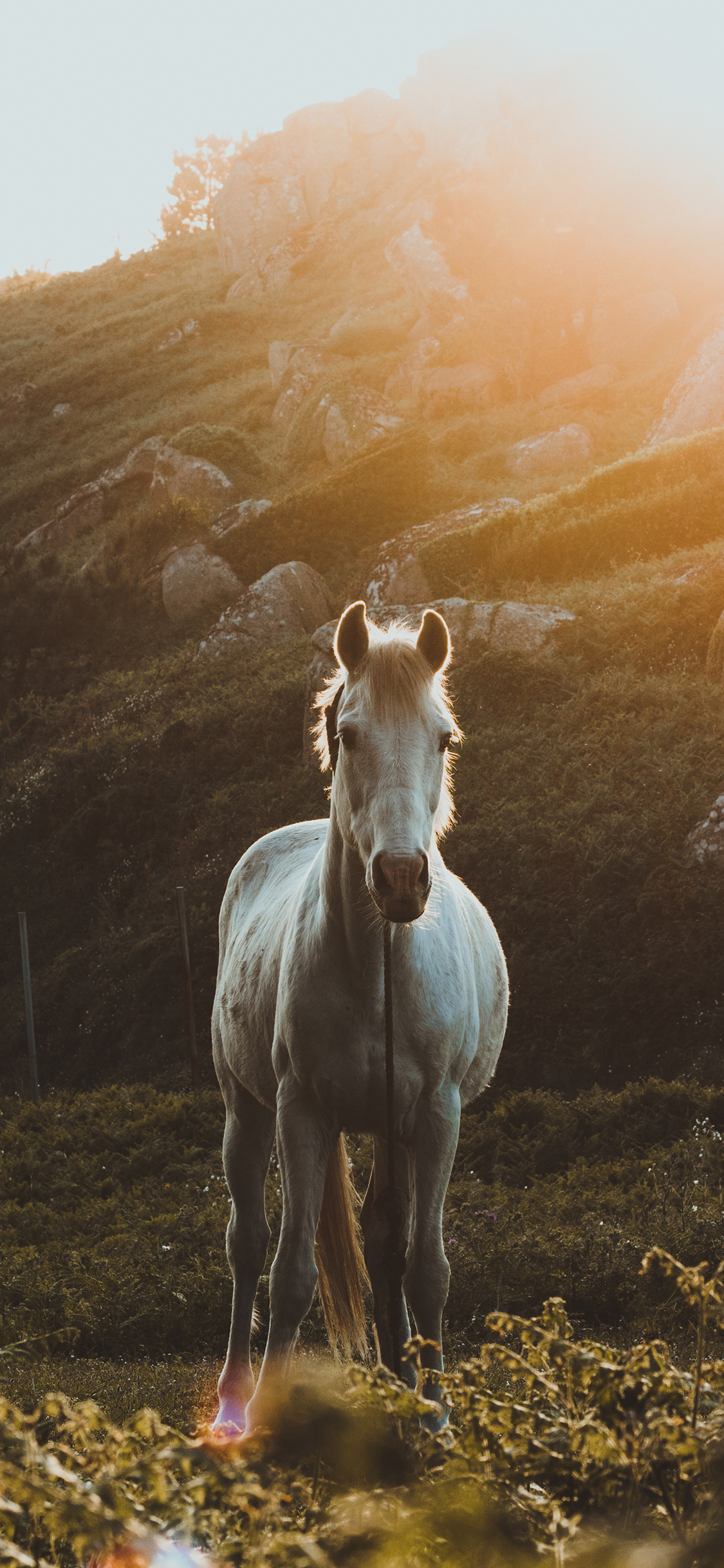 [2436×1125]郊外 山峰 白马 阳光 苹果手机壁纸图片