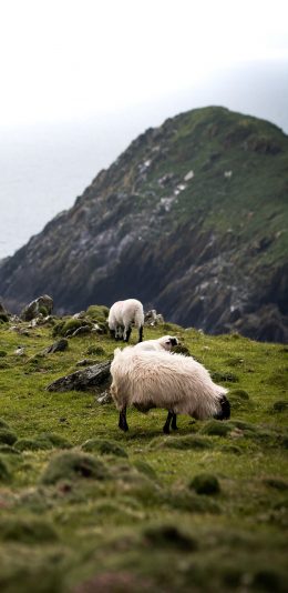 [2436x1125]郊外 山峰 草地  山羊 苹果手机壁纸图片