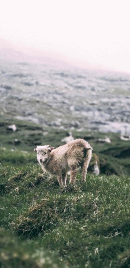 [2436x1125]郊外 山峰 草地 小羊羔 苹果手机壁纸图片
