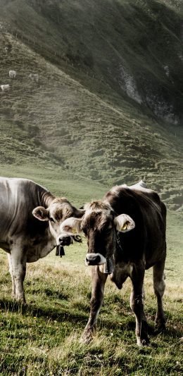 [2436x1125]郊外 山峰 草地 牛 苹果手机壁纸图片
