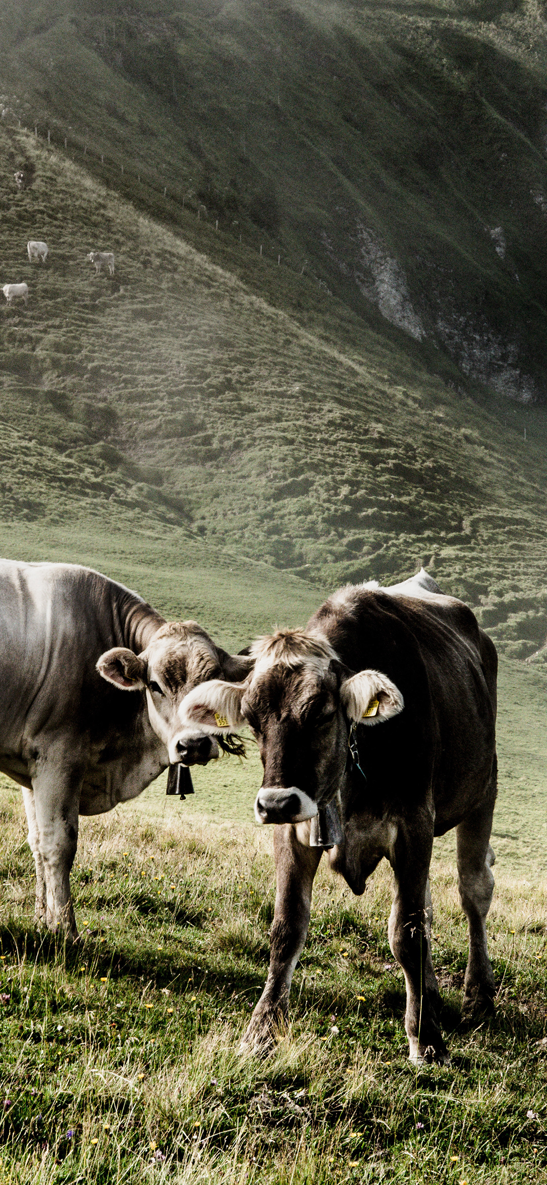 [2436×1125]郊外 山峰 草地 牛 苹果手机壁纸图片