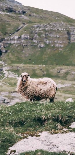 [2436x1125]郊外 山峰 草地 羊 毛发 苹果手机壁纸图片