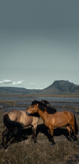 [2436x1125]郊外 山峰 马匹 棕马 毛发 苹果手机壁纸图片