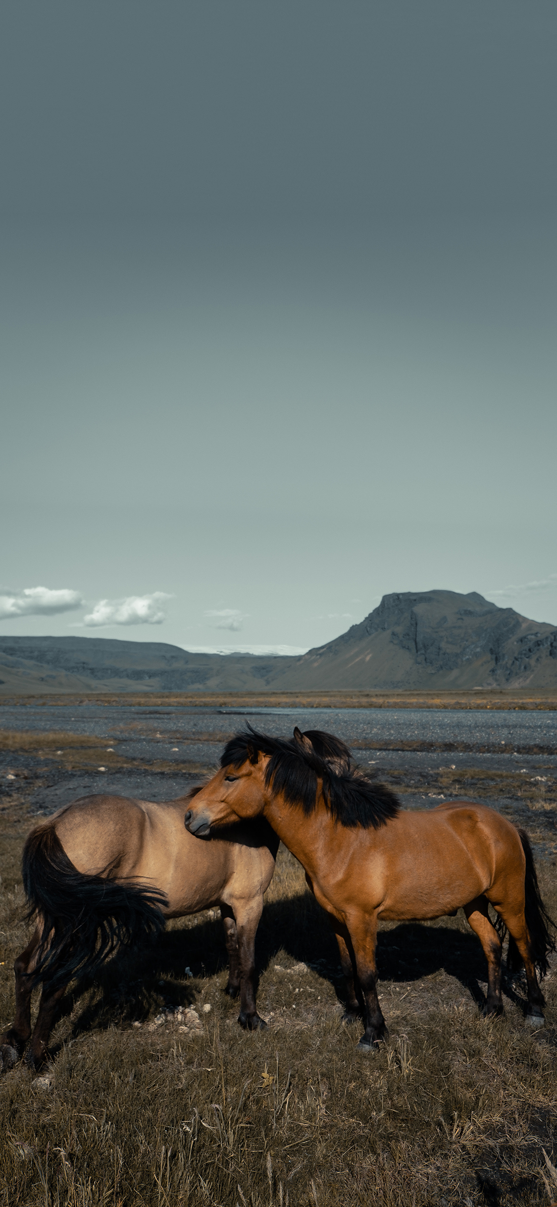 [2436×1125]郊外 山峰 马匹 棕马 毛发 苹果手机壁纸图片