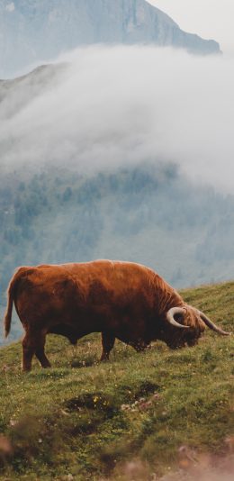 [2436x1125]郊外 山峰 高地牛 觅食 食草 苹果手机壁纸图片