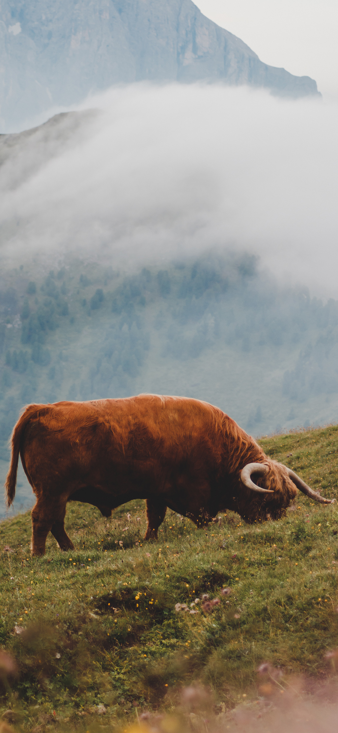 [2436×1125]郊外 山峰 高地牛 觅食 食草 苹果手机壁纸图片
