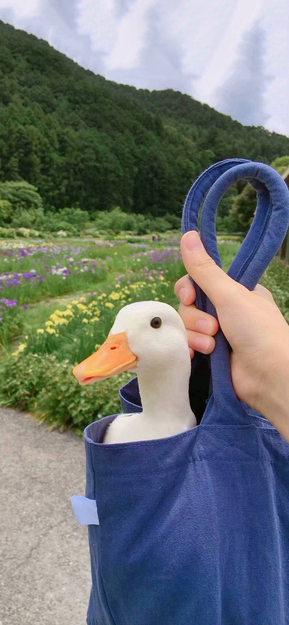 [2436×1125]郊外 布包 家禽 鸭子 苹果手机壁纸图片