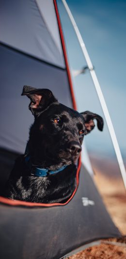 [2436x1125]郊外 帐篷 宠物狗 汪星人 黑色 苹果手机壁纸图片