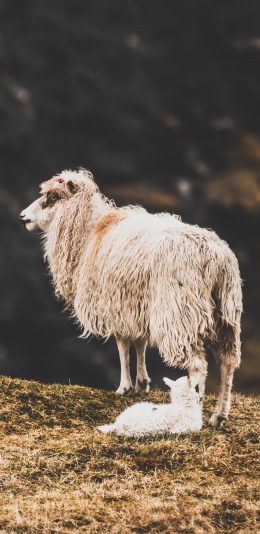 [2436x1125]郊外 悬崖 羔羊 小羊崽 苹果手机壁纸图片