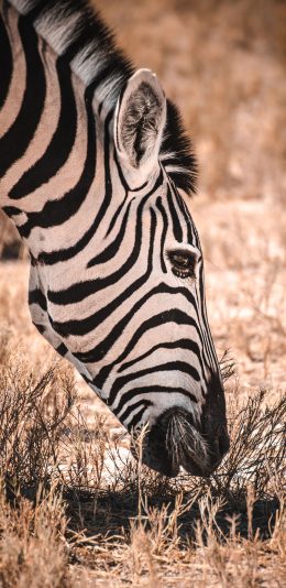 [2436x1125]郊外 斑马 条纹 食草 苹果手机壁纸图片