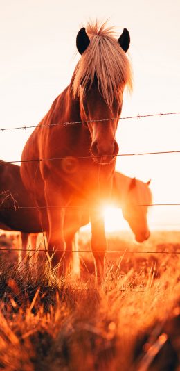 [2436x1125]郊外 木栏 马匹 棕马 阳光 苹果手机壁纸图片