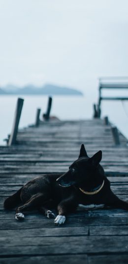 [2436x1125]郊外 木桥 宠物狗 黑狗 苹果手机壁纸图片