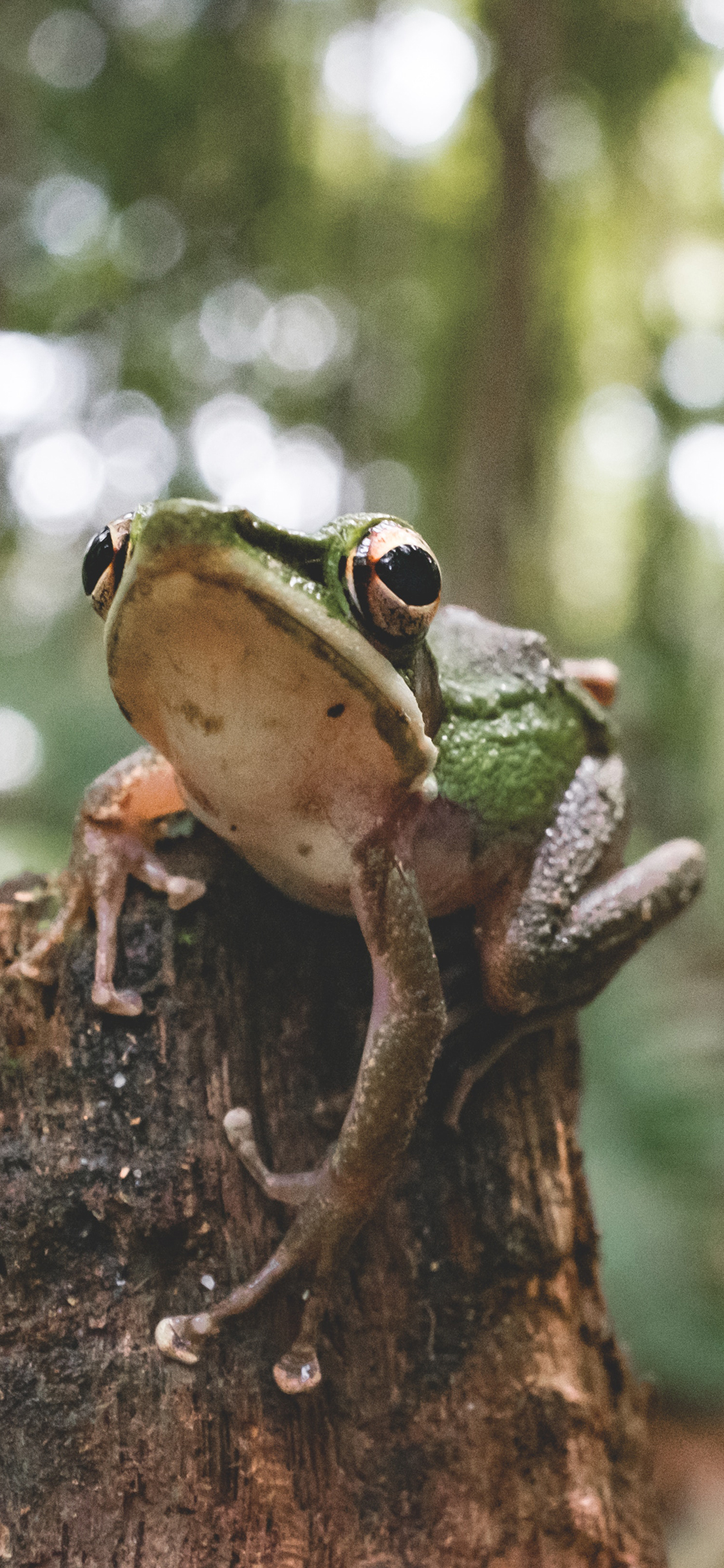 [2436×1125]郊外 木桩 青蛙 树蛙 苹果手机壁纸图片
