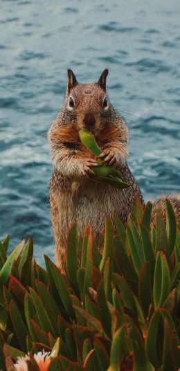 [2436x1125]郊外 松鼠 草丛 进食 苹果手机壁纸图片