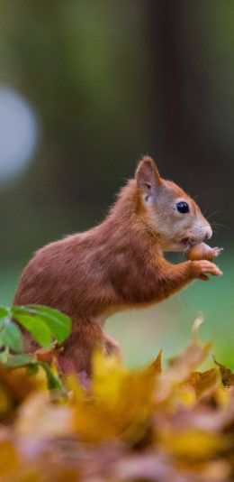 [2436x1125]郊外 松鼠 觅食 落叶 苹果手机壁纸图片