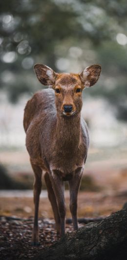 [2436x1125]郊外 林间 小鹿 可爱 苹果手机壁纸图片