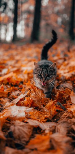 [2436x1125]郊外 树叶 猫咪 宠物 苹果手机壁纸图片