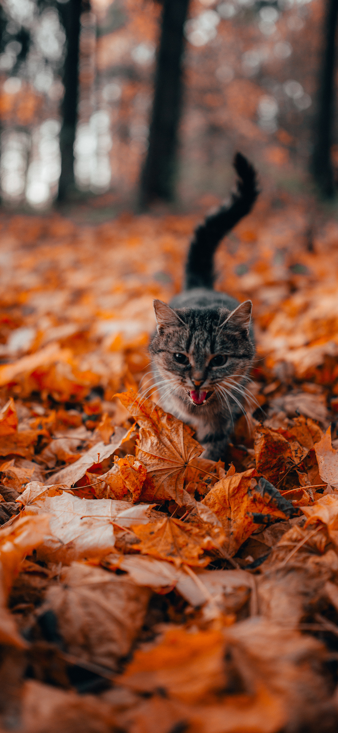 [2436×1125]郊外 树叶 猫咪 宠物 苹果手机壁纸图片