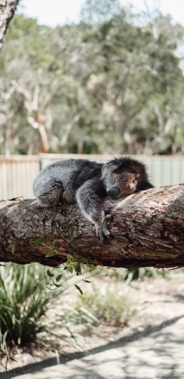 [2436x1125]郊外 树干 考拉 睡觉 苹果手机壁纸图片
