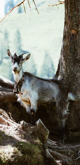 [2436x1125]郊外 树木 山羊 领头羊 苹果手机壁纸图片