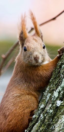 [2436x1125]郊外 树木 树干 松鼠 苹果手机壁纸图片
