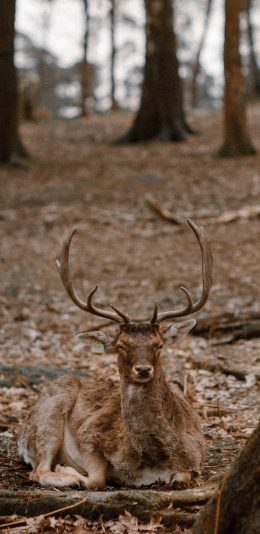 [2436x1125]郊外 树林 公鹿 鹿角 休息 苹果手机壁纸图片