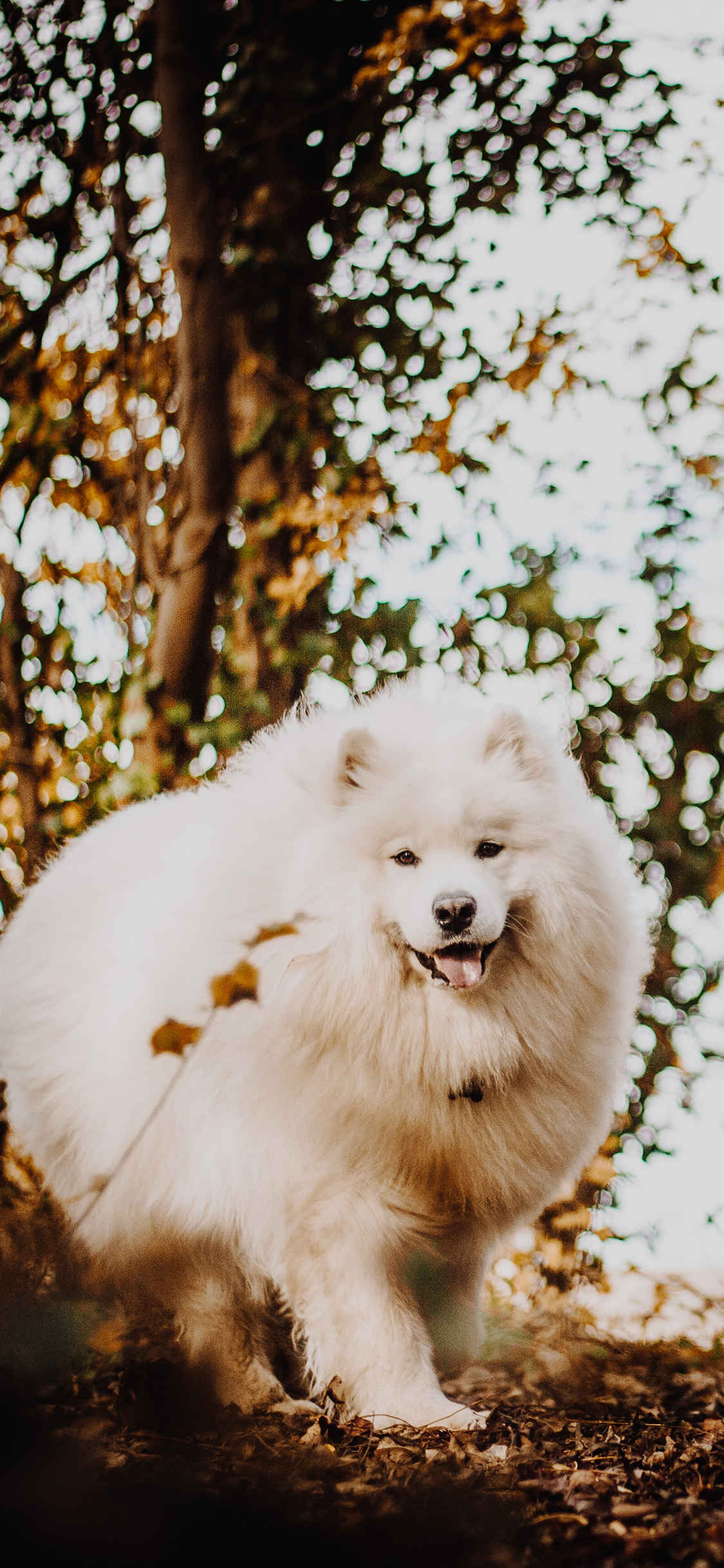 [2436×1125]郊外 树林 宠物狗 萨摩耶 苹果手机壁纸图片