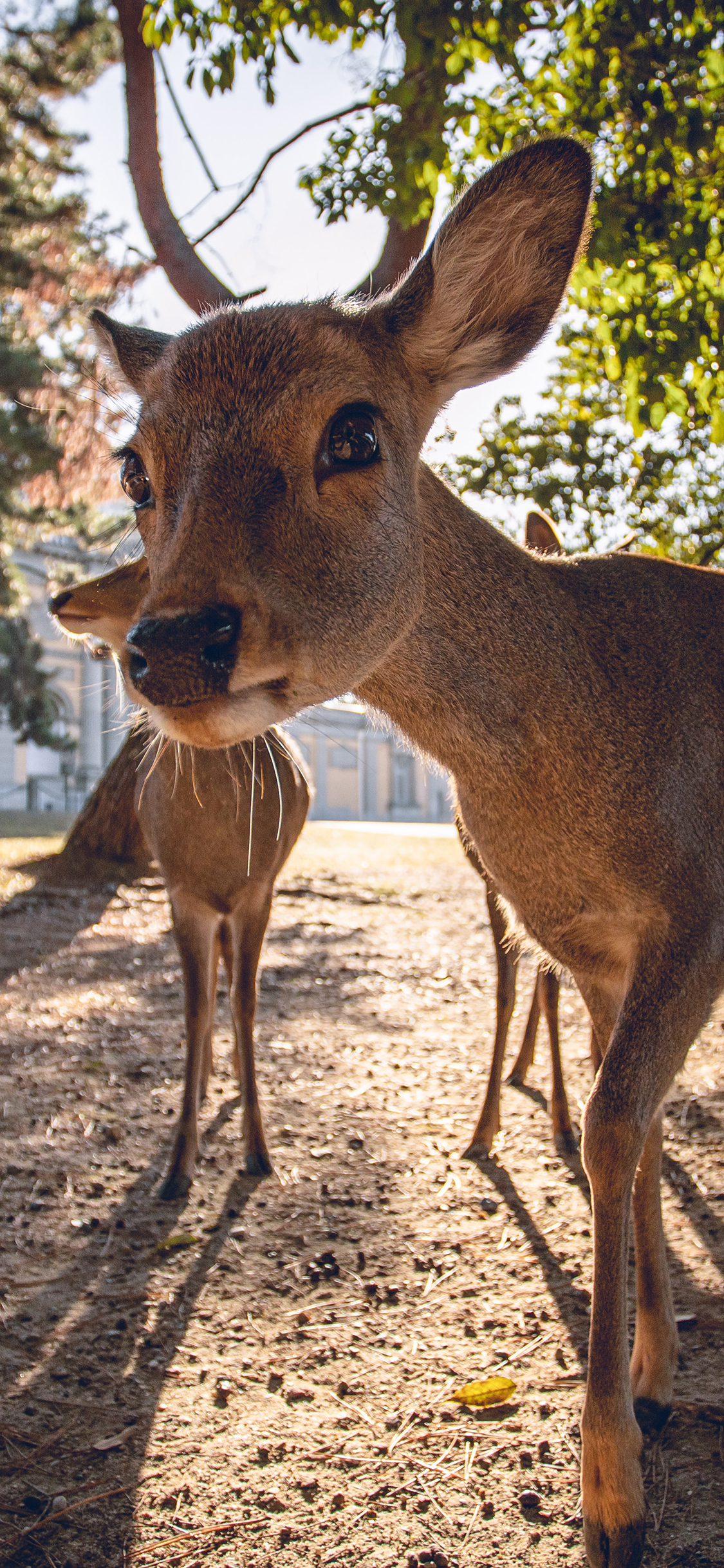 [2436×1125]郊外 树林 小鹿 可爱 苹果手机壁纸图片