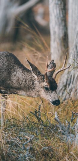 [2436x1125]郊外 树林 小鹿 觅食 苹果手机壁纸图片