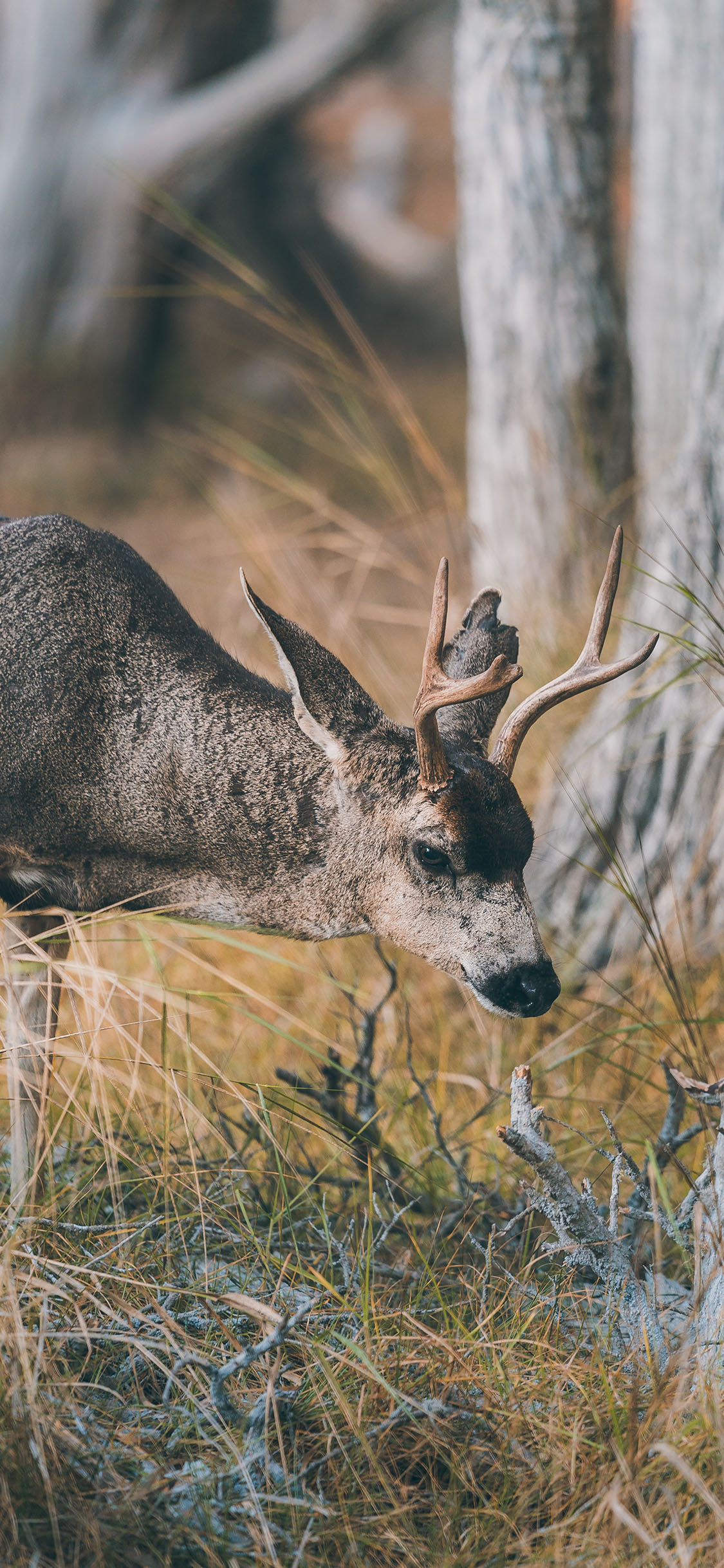 [2436×1125]郊外 树林 小鹿 觅食 苹果手机壁纸图片