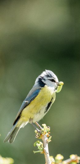 [2436x1125]郊外 树枝 飞鸟 山雀 虫子 苹果手机壁纸图片