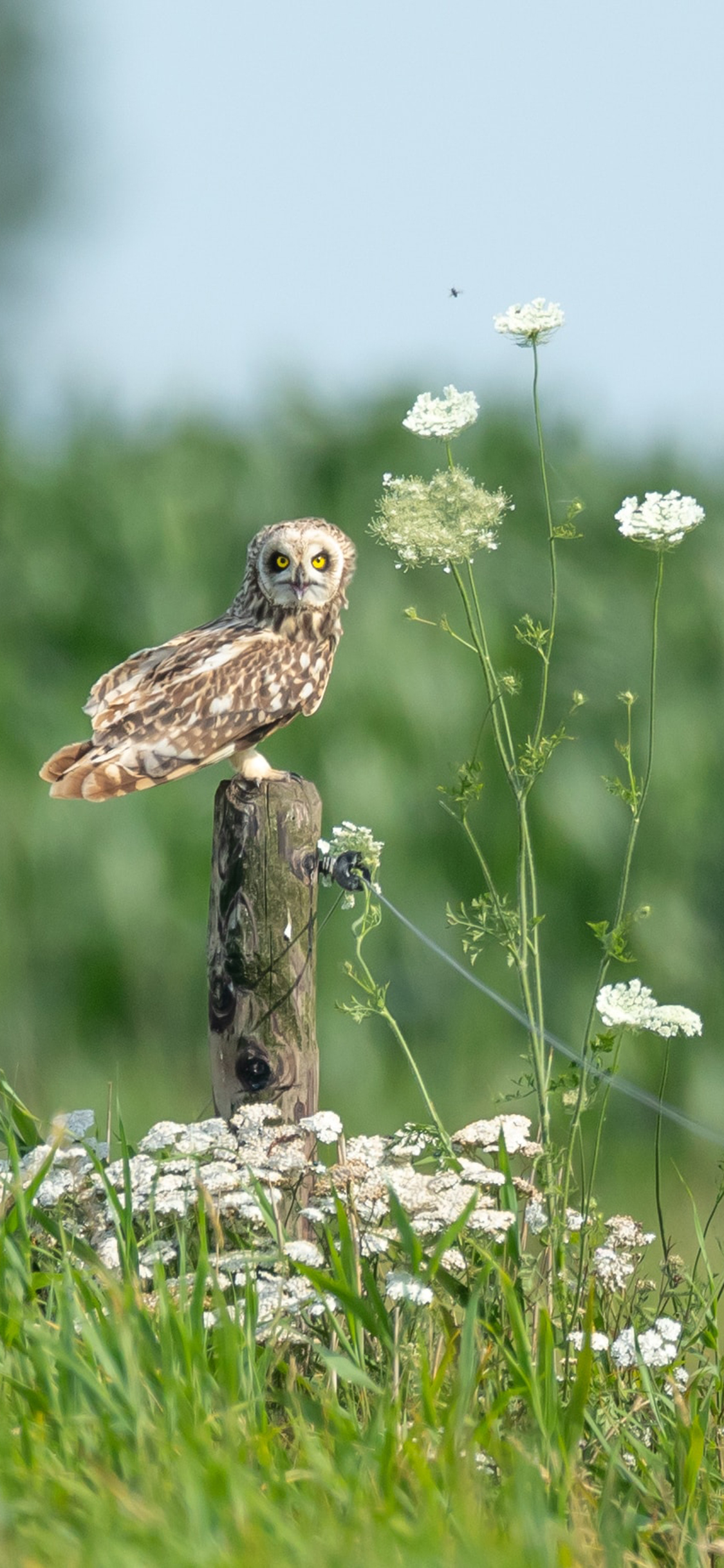[2436×1125]郊外 树桩 猫头鹰 野花 苹果手机壁纸图片