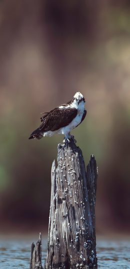 [2436x1125]郊外 树桩 老鹰 飞禽 犀利 苹果手机壁纸图片