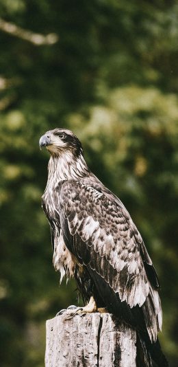 [2436x1125]郊外 树桩 老鹰 飞鸟 苹果手机壁纸图片