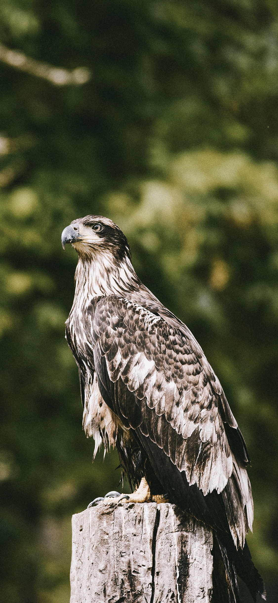 [2436×1125]郊外 树桩 老鹰 飞鸟 苹果手机壁纸图片