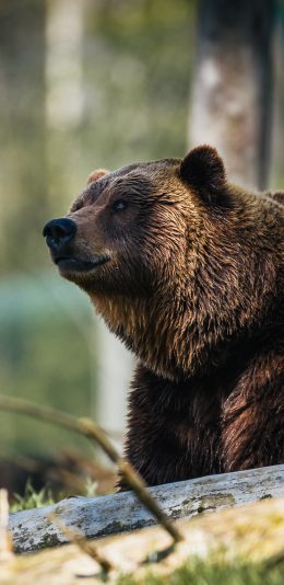 [2436x1125]郊外 棕熊 呆萌 庞大 苹果手机壁纸图片