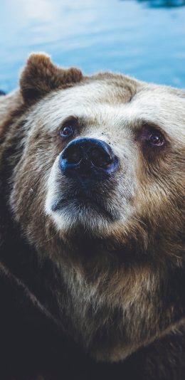 [2436x1125]郊外 棕熊 庞大 呆萌 苹果手机壁纸图片