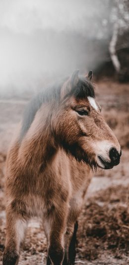 [2436x1125]郊外 棕马 马驹 奔跑 苹果手机壁纸图片