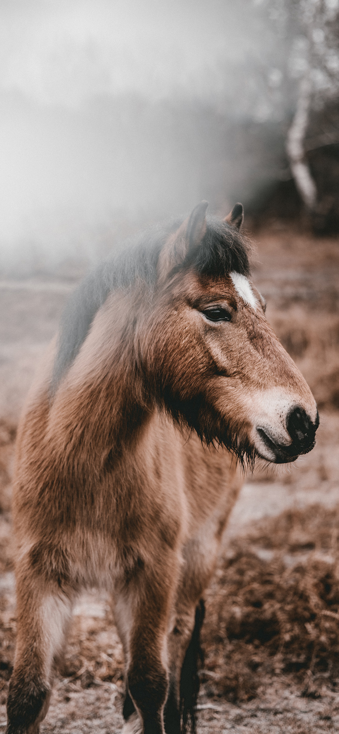 [2436×1125]郊外 棕马 马驹 奔跑 苹果手机壁纸图片