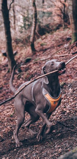 [2436x1125]郊外 森林 宠物狗 汪星人 寻回犬 聪明 苹果手机壁纸图片