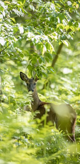 [2436x1125]郊外 森林 小鹿 枝叶 苹果手机壁纸图片