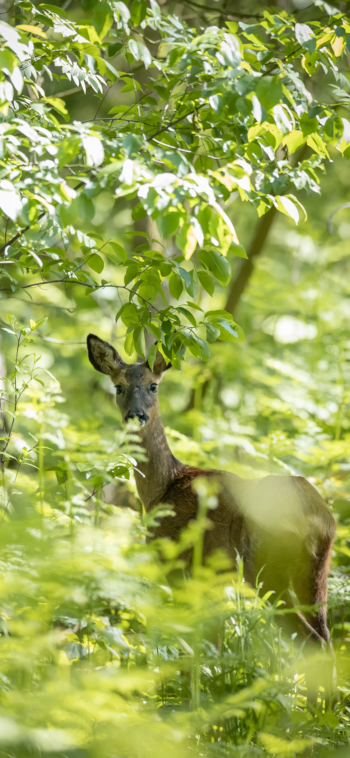 [2436×1125]郊外 森林 小鹿 枝叶 苹果手机壁纸图片
