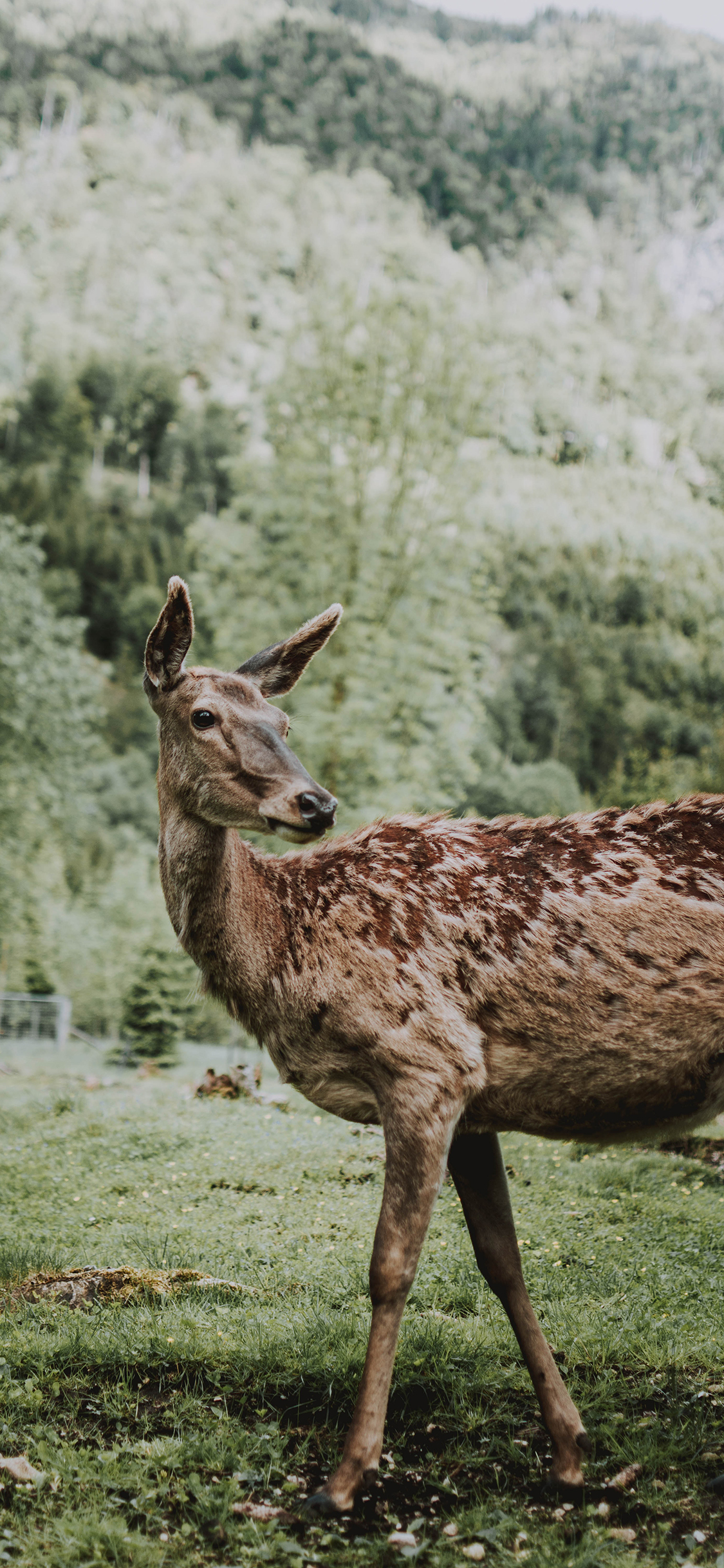 [2436×1125]郊外 森林 小鹿 野生 苹果手机壁纸图片